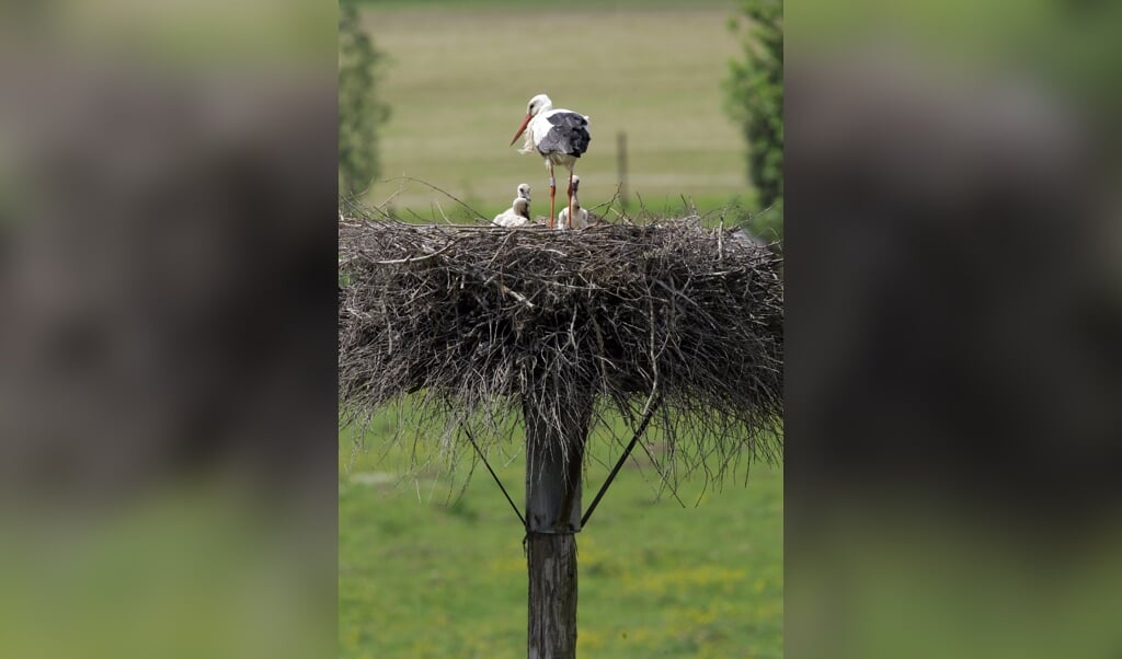 Als boeren weidevogels willen beschermen, moeten ze geen paal met plateau neerzetten om ooievaars te laten broeden, vindt ecoloog Tim van den Broek. ‘Dan moet je scherpe keuzes maken.’ (beeld anp / Vincent Jannink)