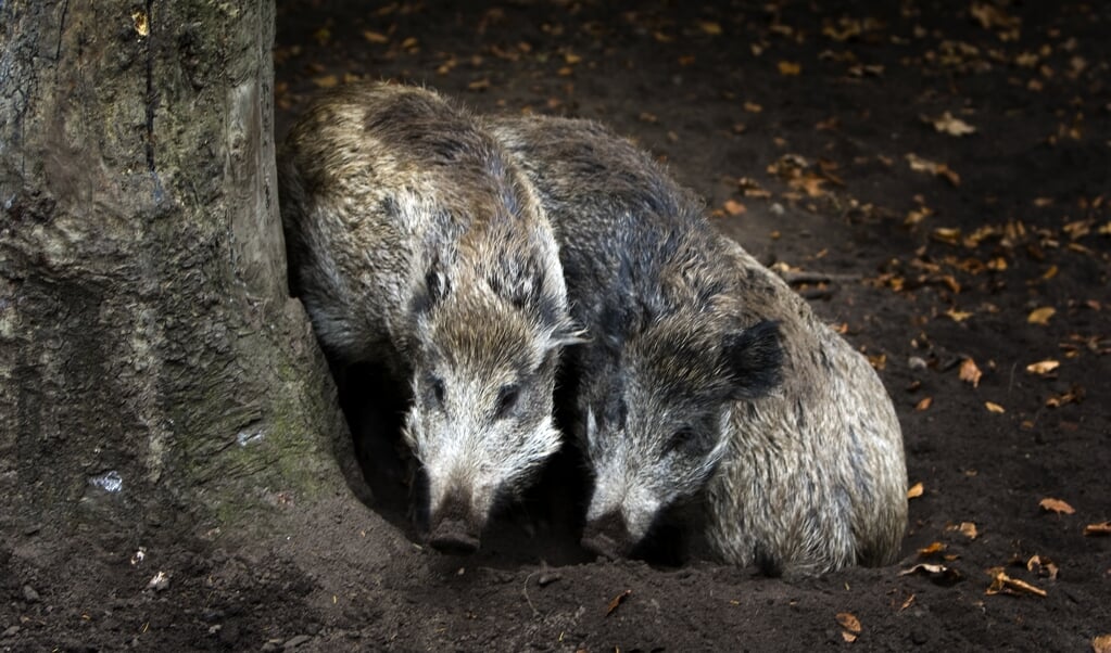 Voor 1 september moet het teveel aan wilde zwijnen grotendeels zijn afgeschoten. (beeld anp / Koen Suyk)