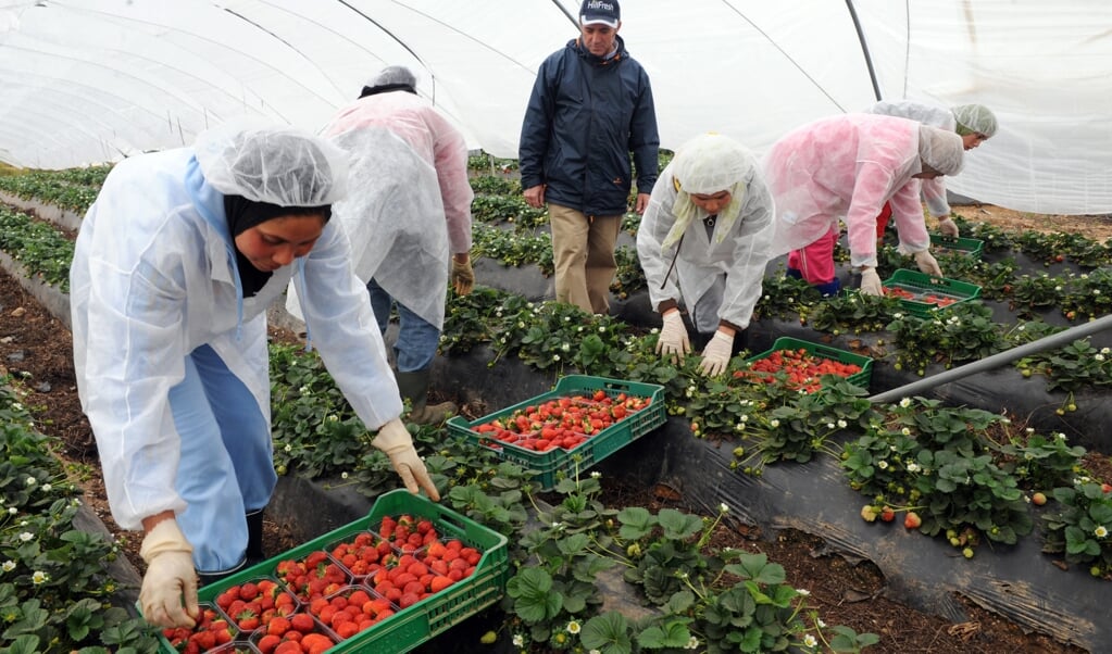 Aardbeienpluksters uit Marokko aan het werk in het zuiden van Spanje. ‘Extreem lange werkdagen voor bijna of soms helemaal niets’. (beeld afp / Abdelhak Senna)