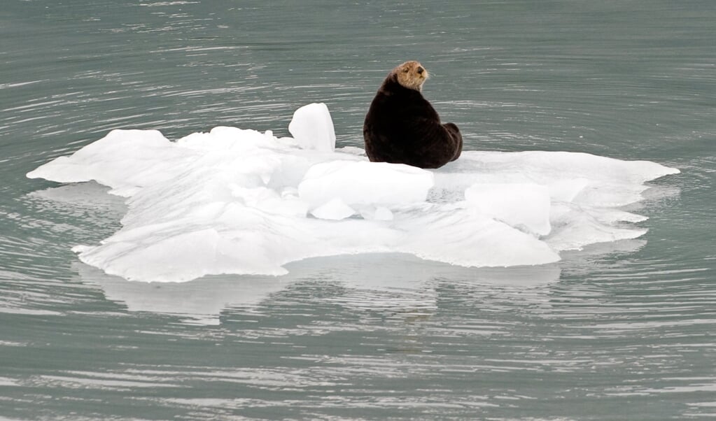 <p>De otter, een befaamd roofdier rondom de eilanden van Alaska, is dramatisch in populatie afgenomen sinds de jaren negentig. Toch is alle hoop op hem gevestigd in de jacht op zee-egels.</p> (beeld afp / Saul Loeb)