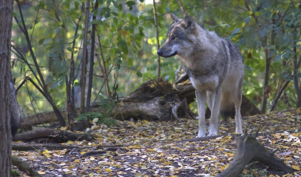 Hoewel een gevestigde wolf zich vooral voedt met wild, wordt zo nu en dan vee aangevallen door het roofdier. (beeld F.J. Woltman)