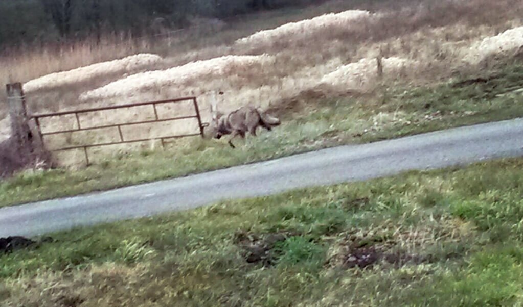 In maart 2015 werd voor het eerst in lange tijd weer een wolf in Nederland gespot. Hier loopt het dier langs de N381 bij Noord-Sleen, niet ver van Emmen. (beeld anp / Jan van der Aa)