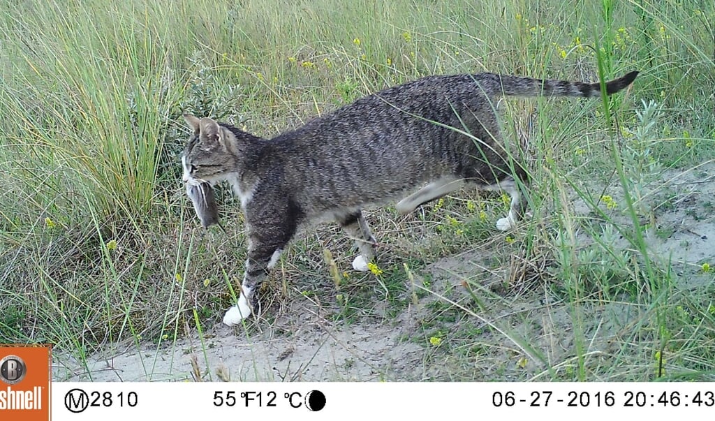 <p>Verwilderde katten zijn gewild als boerderijkat omdat het geduchte muizenvangers zijn.</p> (beeld staatsbosbeheer)