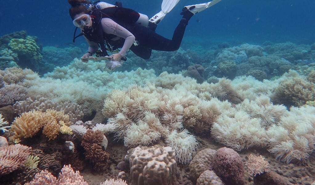 Op dit moment is slechts 1,17 procent van de oceanen beschermd, en vaak alleen in naam. ( beeld epa)