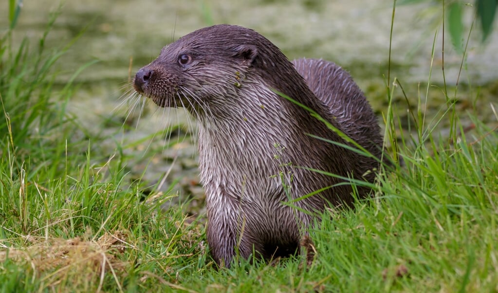 Nederland telt ongeveer 360 otters, maar Hans Blom denkt dat er ruimte is voor meer dan twee keer zoveel. (beeld Randy van Domselaar)