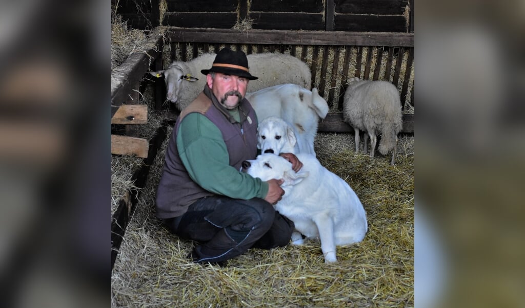 Schaapherder André Kühn laat zijn duizend schapen bewaken door imposante honden. (beeld Theo Haerkens)