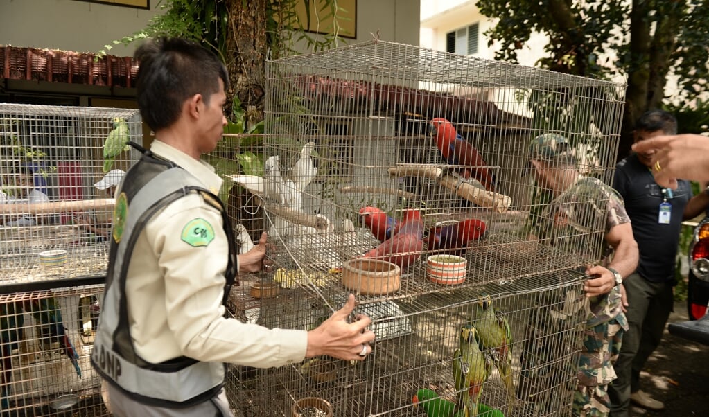 Illegaal verhandelde papegaaien worden in beslag genomen in Thailand. (beeld afp / Madaree Tohlala )