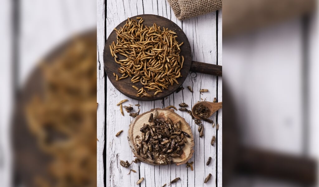 high angle shot of a pile of fried worms seasoned with garlic and herbs, and a pile of fried crickets seasoned with onion and barbecue sauce, in wooden trays, on a rustic white wooden table (beeld Getty Images/iStockphoto)
