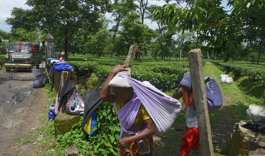 Een theeplantage in India. 114 bisschoppen uit 33 landen vragen aandacht voor de erbarmelijke omstandigheden waarin miljoenen mensen moeten werken. De coronacrisis treft hen extra hard. (beeld afp / Diptendu Dutta)