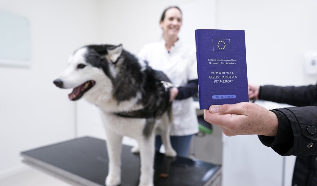 Een hondeneigenaar ontvangt voor haar husky een nieuw hondenpaspoort bij de dierenarts. Vanaf 1 januari 2020 moet elke hond in Nederland een Europees paspoort hebben. (beeld anp / Phil Nijhuis)
