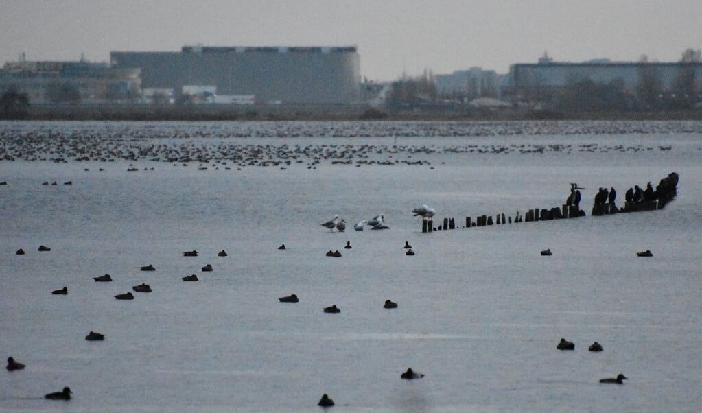 De Surfplas in Reeuwijk is een diepe plas die moeilijk bevriest en waar vogels massaal overwinteren. (beeld Theo Haerkens)