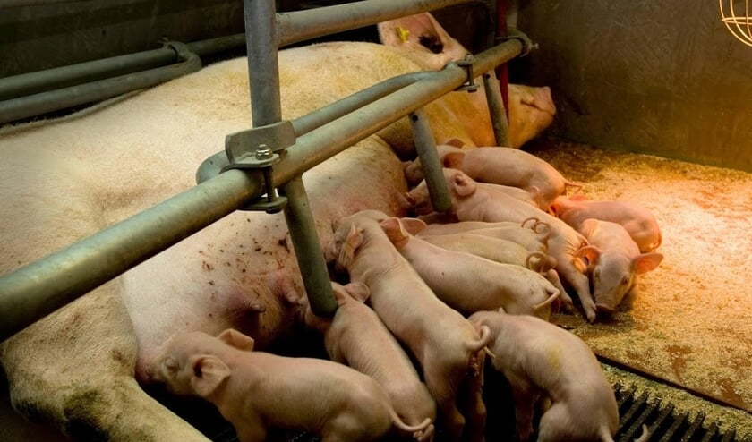 2008-09-29 16:42:44 WOUBRUGGE - Biggetjes bij hun moeder in de stal van een varkenshouderij. Vanavond is de aftrap van de cursus verdoofd castreren die gegeven wordt aan varkenshouders. ANP PHOTO MARCEL ANTONISSE ( beeld anp)
