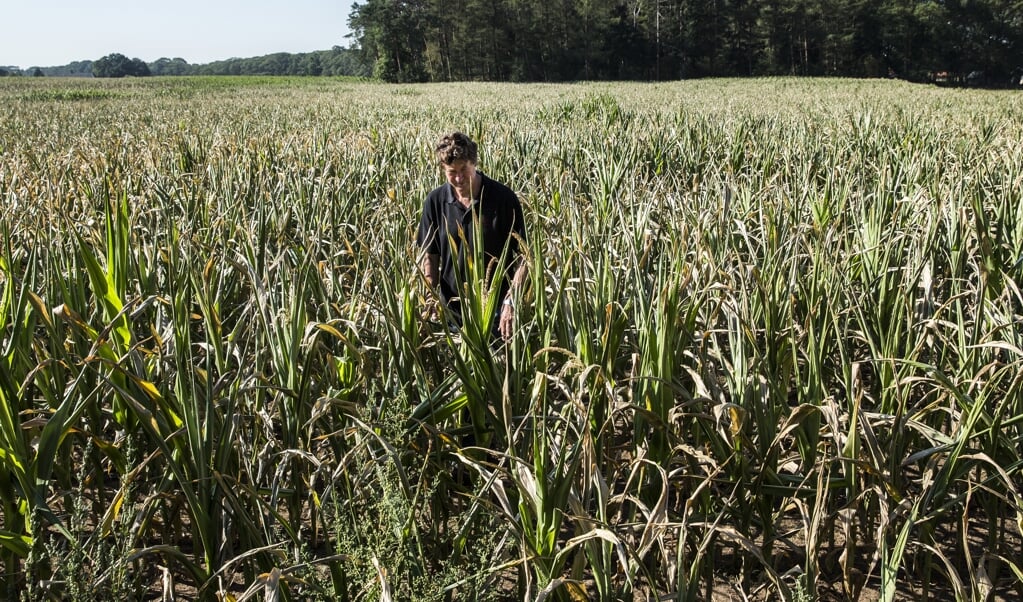 In de toekomst moeten verschillende gewassen, als een mozaïek, door elkaar heen groeien. Dit helpt de biodiversiteit. (beeld anp / Vincent Jannink)
