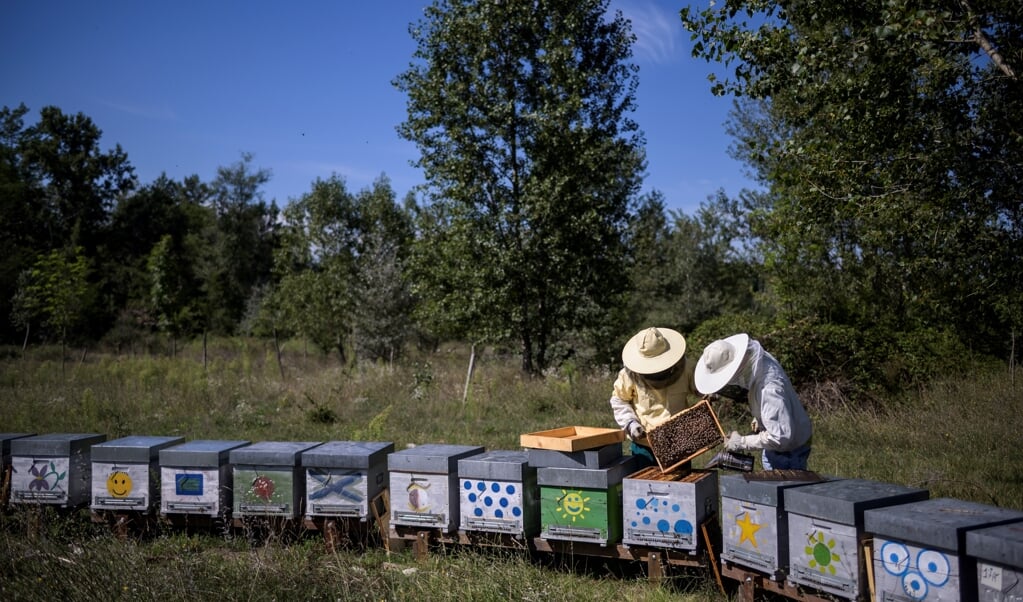 Nederland kan helpen bij watermanagement rond Venetië. Italië kan Nederland helpen bij het omvormen van onze landbouw naar een die meer duurzaam is en mensen meer van lokaal voedsel laat genieten, zoals honing uit Piemonte. (beeld afp / Marco Bertorello)