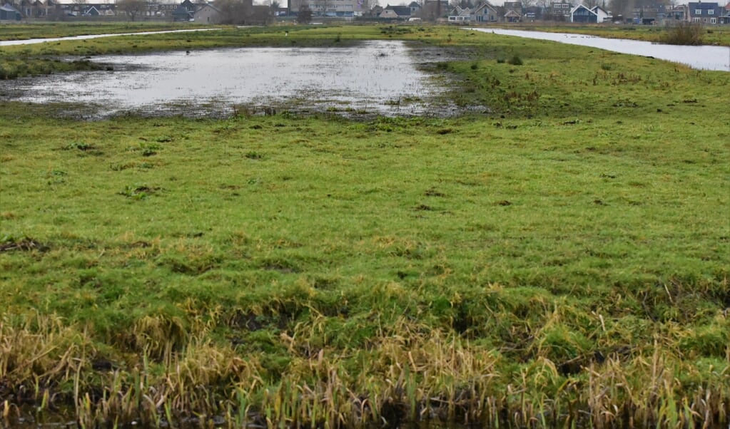 Het helpt weidevogels als boeren aan agrarisch natuurbeheer doen en de greppels op hun land vol water laten staan of de lagergelegen percelen tijdelijk inrichten als plasdrasgebied. (beeld Theo Haerkens )
