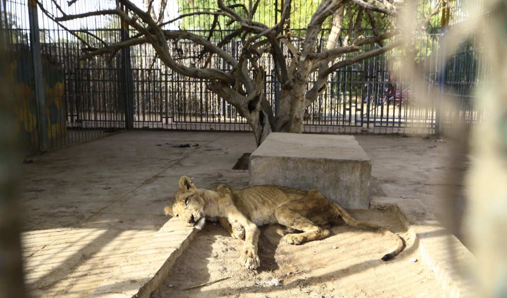 beeld One of five sick and malnourished lions held at a park in the Sudanese capital died today, an official said, amid a growing online campaign to save the animals.
ASHRAF SHAZLY / AFP