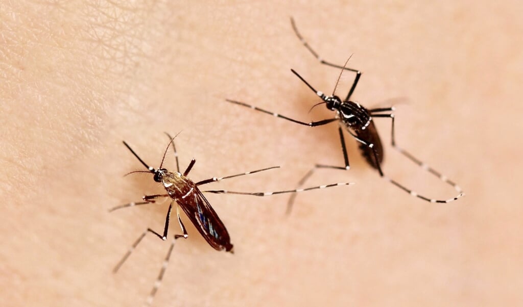 Een vrouwtjesmug van de soort Aedes aegypti uit Zuid-Amerika (links) en Afrika (rechts). (beeld Felix Hol)