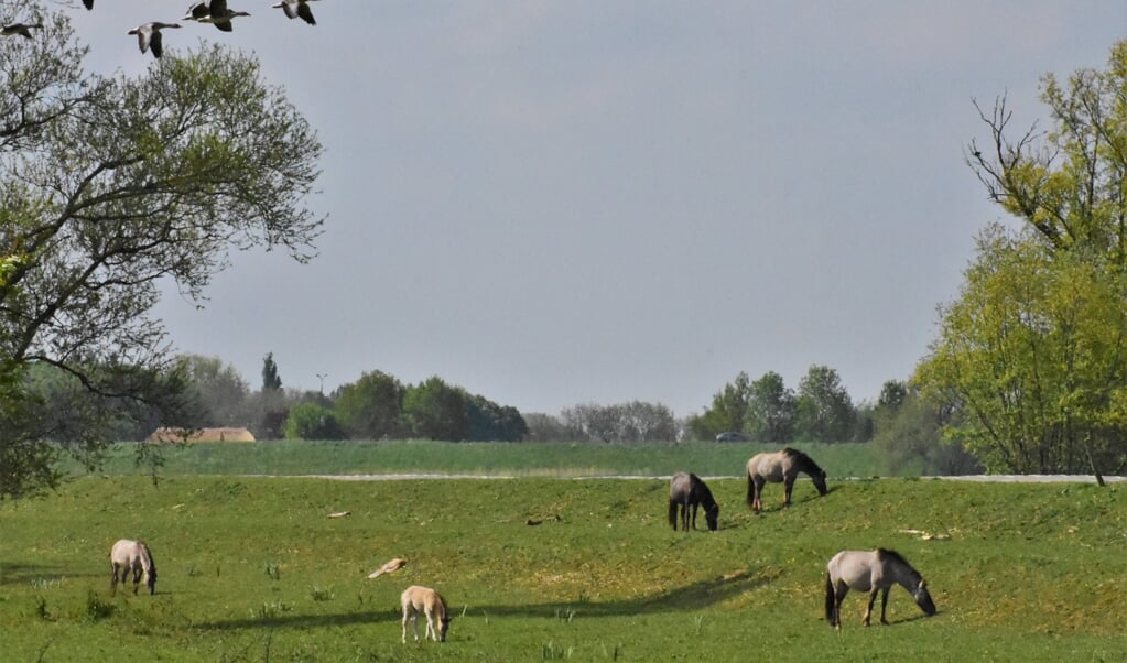 Konikpaarden met veulens in het Munnikenland bij Brakel in het westen van de Bommelerwaard. (beeld Theo Haerkens)