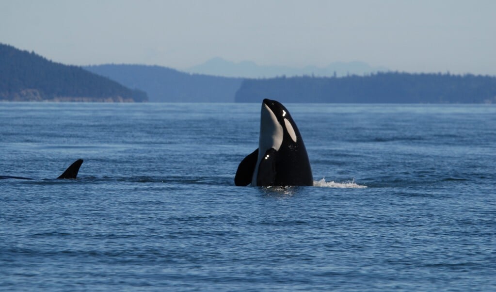 Orka uit de kleine groep die leeft voor de oostkust van de VS en Canada. (beeld UC Davis / Joe Gaydos)