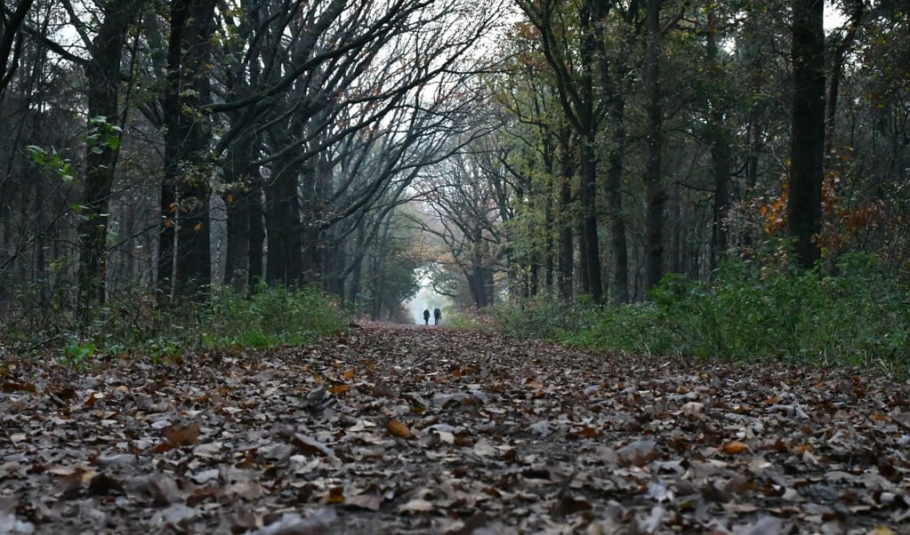 Wandelaars in de Maashorst bij Uden. Wie het goed uitkient kan best nog een rustig wandelgebied vinden. (beeld Theo Haerkens)