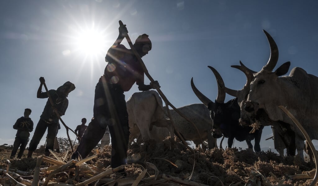Ethiopische boeren in de door gewelddadigheden en sprinkhanenplagen geteisterde regio Tigray. (beeld Eduardo Soteras / afp)