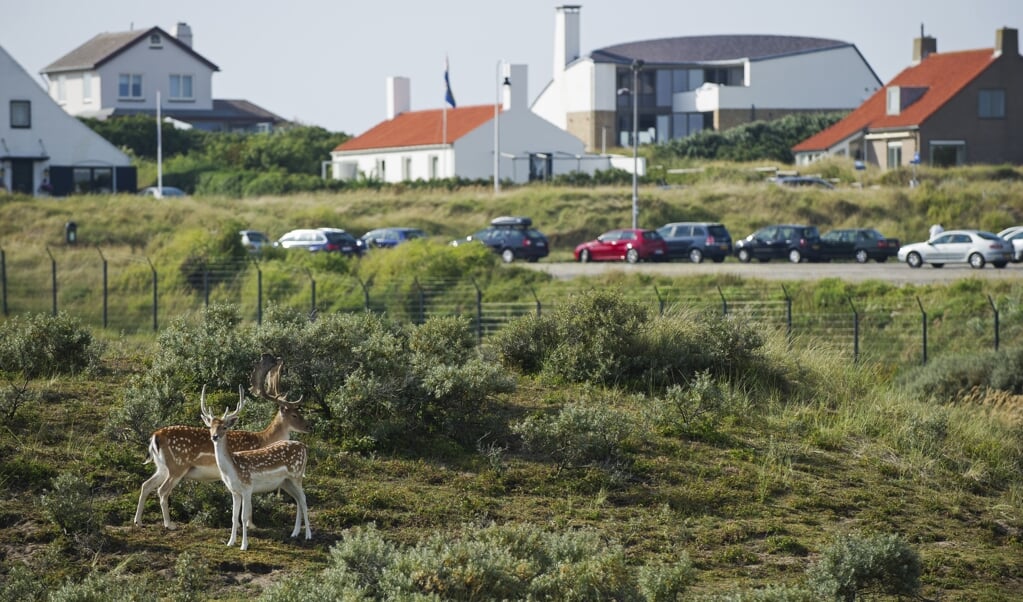 Damherten uit de Amsterdamse Waterleidingduinen staan langs het hek aan de rand van de bebouwde kom van Zandvoort. (beeld anp / Marten van Dijl)