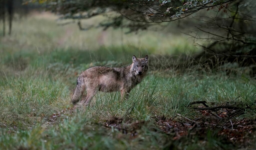 Een wolf op de Veluwe, vastgelegd door natuurfotograaf Otto Jelsma. De hobbyfotograaf kwam een zeldzame roedel met vijf wolven tegen tijdens een wandeling op de Veluwe. Wolven laten zich in Nederland bijna nooit zien in groepsverband. (beeld anp / Otto Jelsma)