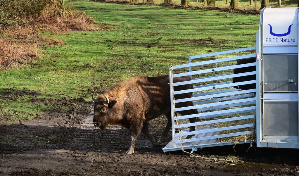 Behoedzaam zet de eerste wisent voet op Zeeuwse bodem in het natuurgebied De Slikken van de Heen. (beeld Marcel van den Bergh)