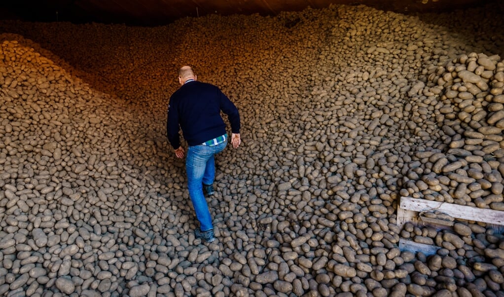 2020-03-26 14:22:17 HELLEVOETSLUIS - Aardappelboer Kees Trouw in een van zijn twee loodsen die gevuld zijn met aardappelen. Door de coronacrisis is de afzetmarkt stilgevallen en is het niet bekend of de aardappelen een bestemming krijgen. De kans is groot dat deze aardappelen vernietigd moeten worden. ANP MARCO DE SWART (beeld anp / Marco de Swart)