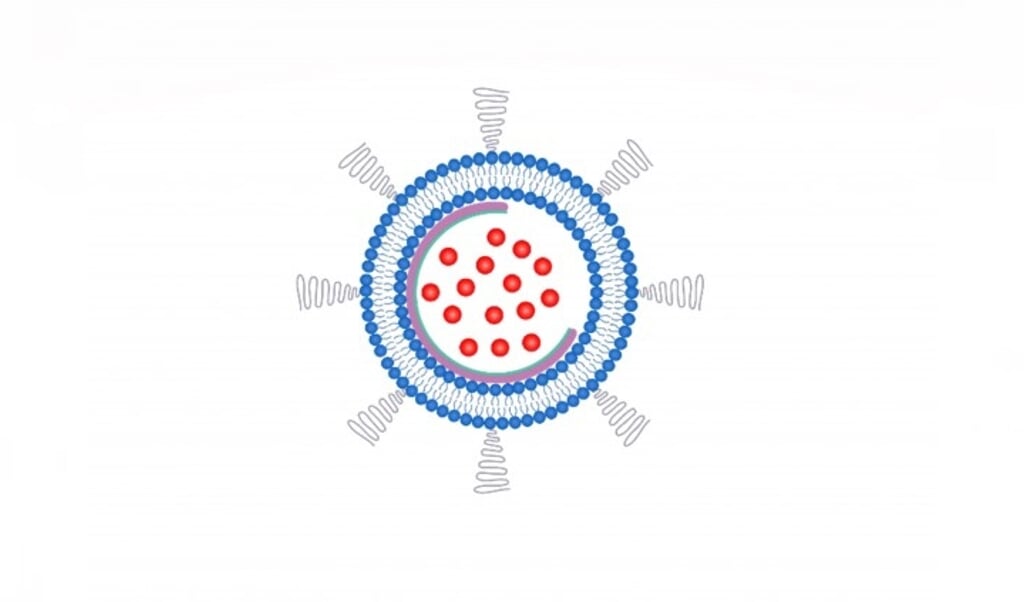 Deze illustratie toont het schaaltje (paars) met daarin het geneesmiddel (rood) en omgeven door de vetzuren die het vetbolletje vormen (blauw). (beeld nano letters)