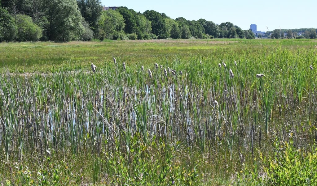 Een rijkdom aan planten in natuurgebied Vlijmens Ven aan de zuidwestkant van Den Bosch. (beeld Theo Haerkens)