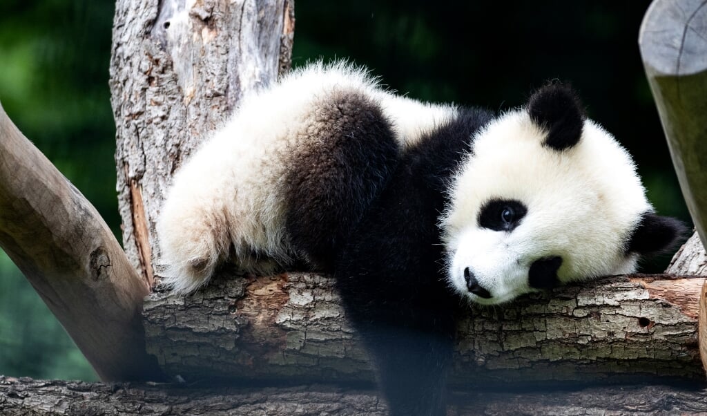 De bescherming van de reuzenpanda is succesvol, maar dat betekent niet dat het ook goed gaat met andere soorten in hetzelfde leefgebied, schrijven onderzoekers. (beeld epa / hayoung Jeon)