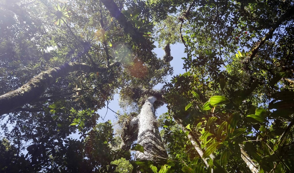 Bossen koelen de aarde af en leggen CO2 vast. Maar er valt zoveel meer moois over bomen te vertellen. (beeld epa / Jeffrey Arguedas)