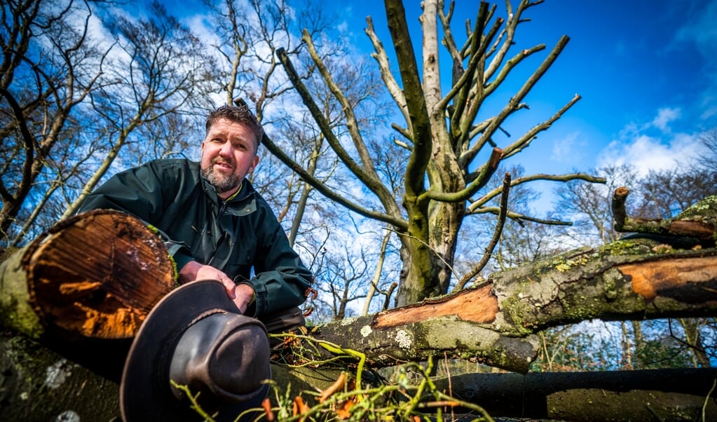 Boswachter Joris Hellevoort bij een beuk op landgoed Hoog Beek en Royen in Zeist die afgelopen zomer door de droogte is doodgegaan. Hij verwacht dat in Nederland binnen tien jaar de helft van alle beuken dood zal gaan. (beeld Jeroen Jumelet)