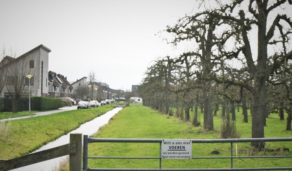 Hoogstamfruitbomen zijn ook cultureel erfgoed. Hier is een boomgaard ingepast in de nieuwbouwwijk Parijsch in het Betuwse Culemborg. (beeld Theo Haerkens)