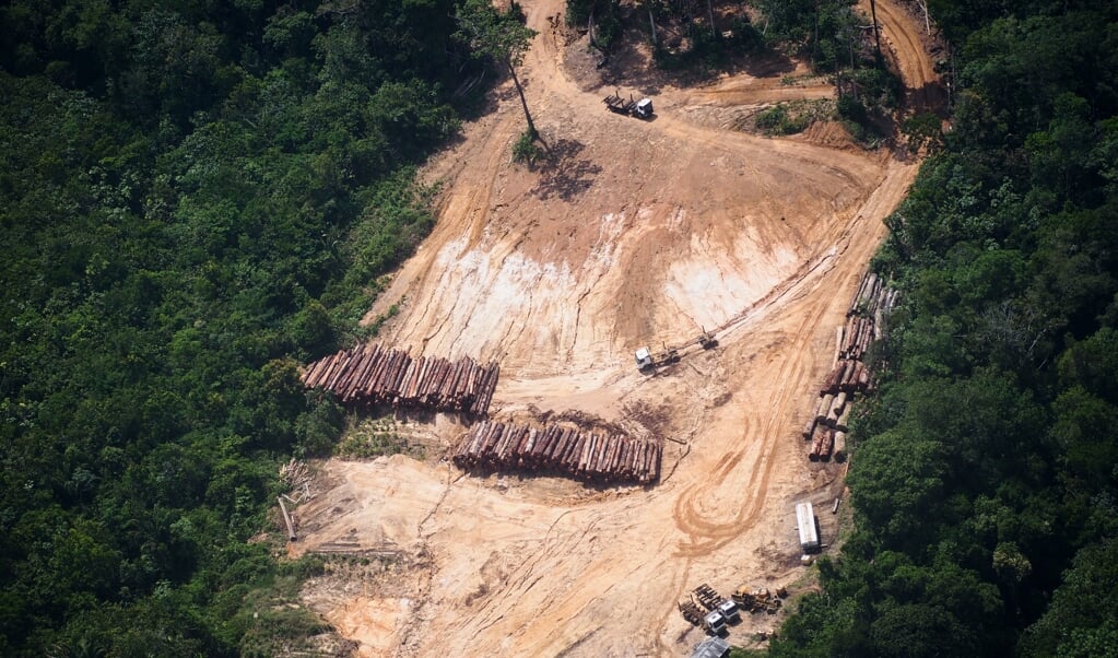 Ontbossing in de Amazone in Brazilië. Volgens Greenpeace gaat het om een illegale vorm van houtkap. (beeld afp / Raphael Alves)