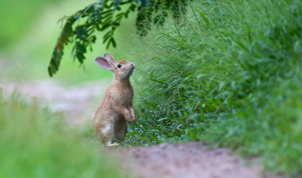 Het konijn werd in november toegevoegd aan de landelijke Rode Lijst van de in Nederland bedreigde zoogdieren. (beeld getty)