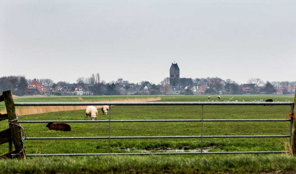 Schapen in een weiland in Fryslân. Als een dwalende wolf wordt gesignaleerd, kunnen speciale wolvennetten om de deel van de wei worden gezet, totdat de wolf is verdreven. (beeld anp / Vincent Jannink)