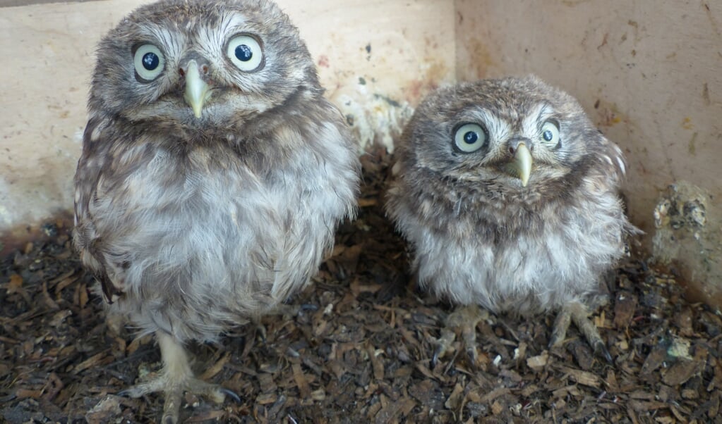 Steenuiltjes in hun nest. Soms tikken ze nieuwsgierig tegen de lens, maar binnen één dag zijn ze eraan gewend. Er zit dan hooguit een krasje op het glas. (beeld Ronald van Harxen)