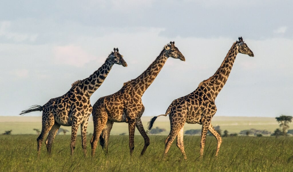 Biologen van de universiteit van Zürich volgden vijf jaar lang giraffen in Tanzania. (beeld Sonja Metzger)