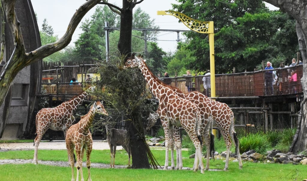 Iconische dieren zoals olifanten, giraffen en leeuwen hebben een grote aantrekkingskracht. (beeld Theo Haerkens )