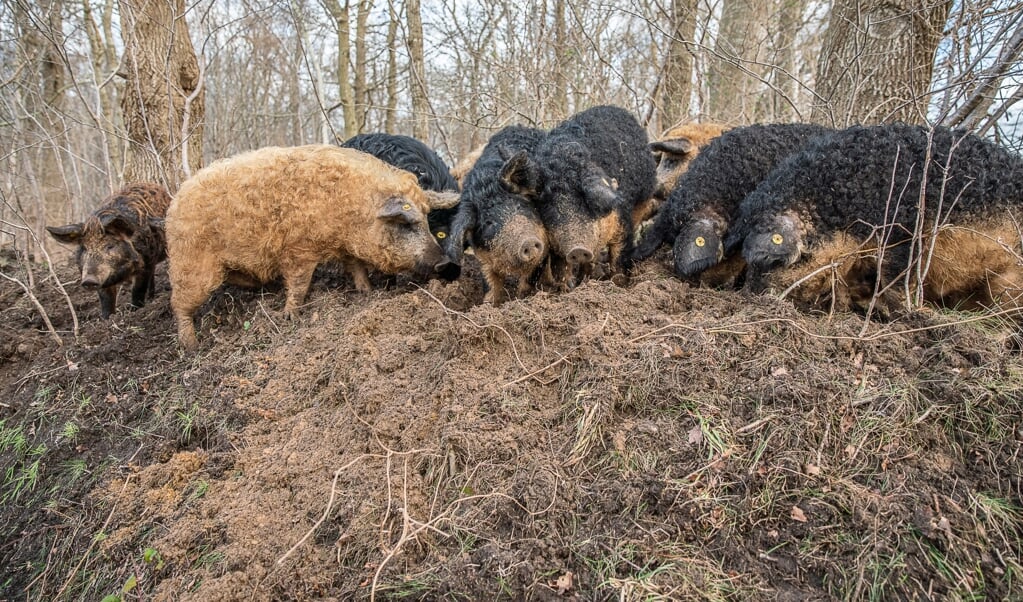 De Hongaarse wolvarkens (Mangalitza) van Hans Wilpstra ploegen door het bos op een perceel bij Roderesch. (beeld Harry Cock)