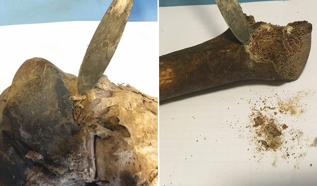De vermeende voet van Filippus (links) en het vermeende dijbeen van Jakobus (rechts). (beeld heritage science)