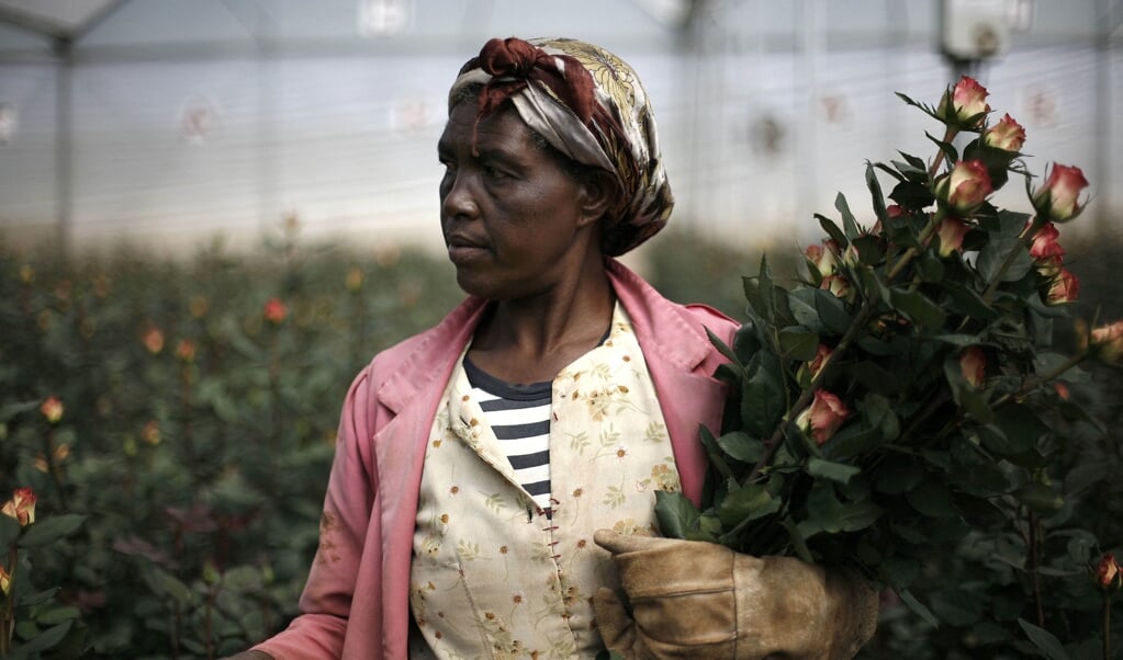 Een vrouw op een rozenkwekerij in Holeta, Ethiopië. In het boek Hoe handel ik eerlijk vat hoofdpersoon Johan het plan op om 'eerlijk' rozen te gaan kweken in Ethiopië. (beeld afp / Jose Cendon)