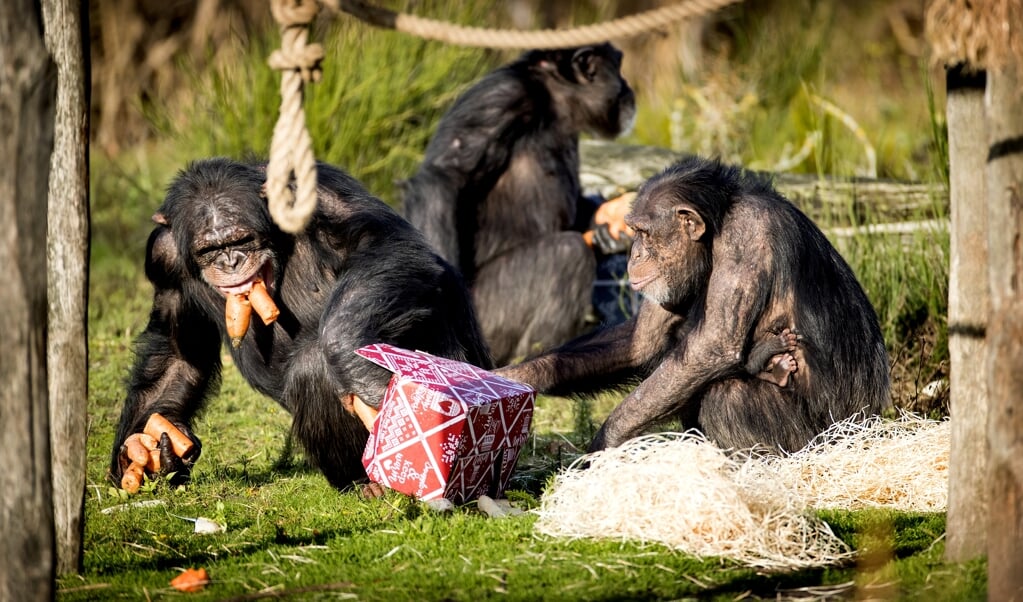 Onderzoek van Frans de Waal naar het gedrag van apen laat zien dat ook in het dierenrijk soms sprake is van empathie en wederkerigheid. (beeld anp / Koen van Weel)