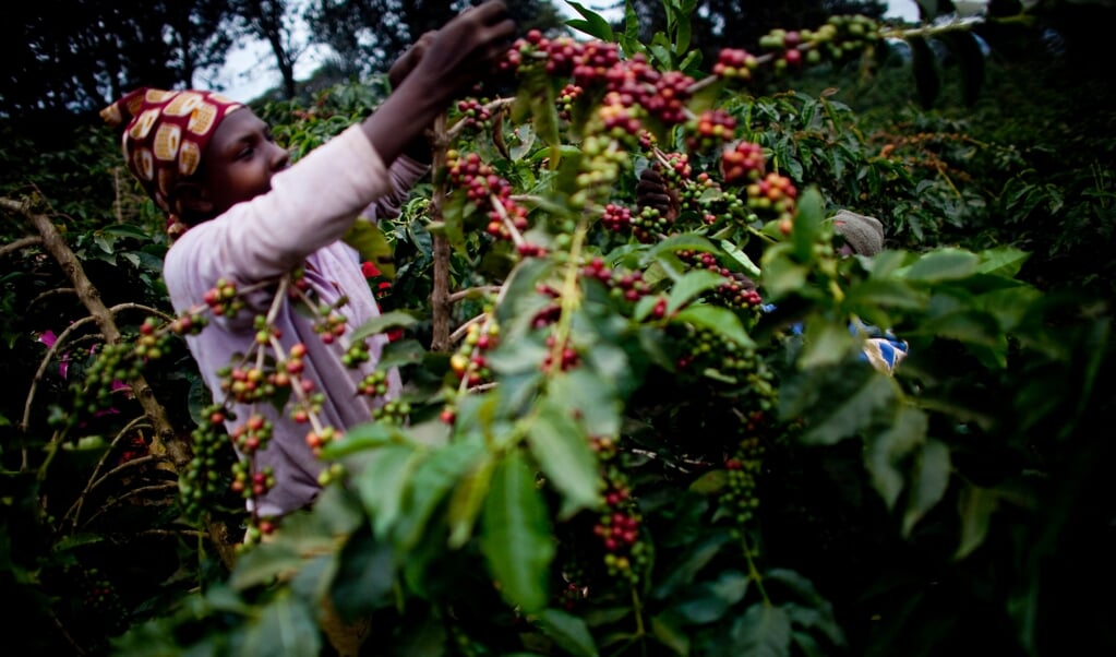 Koffieplantage in Tanzania. De Carbon Bank start met een bomenproject voor Afrikaanse boeren. (beeld hollandse hoogte)