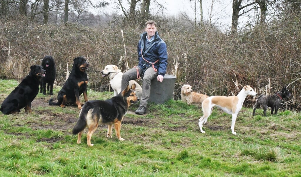 Hondenman Fred van der Elst maakt twee keer per dag een rondje met een roedel honden. (beeld Theo Haerkens)