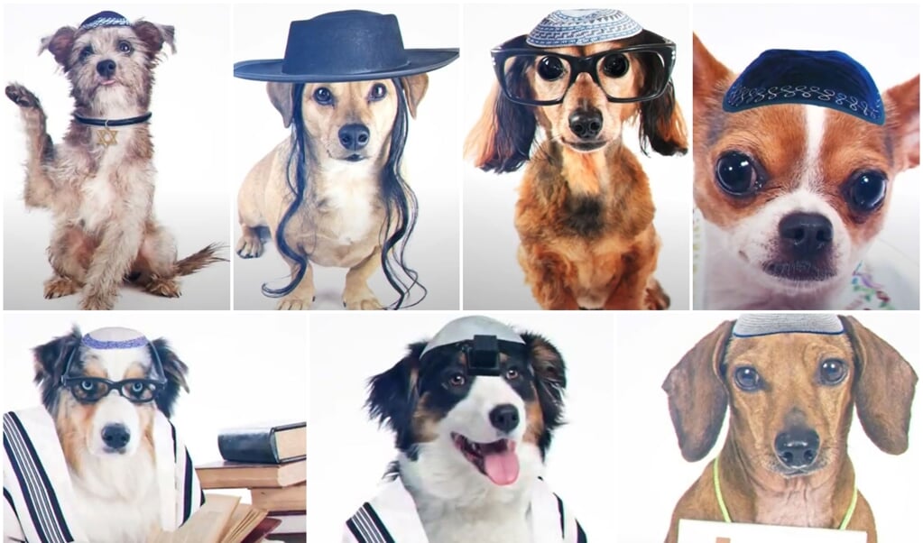 Honden met een keppeltje of gebedssjalen - de partij UTJ vergelijkt ze met niet-orthodox bekeerde Joden. (beeld utj)