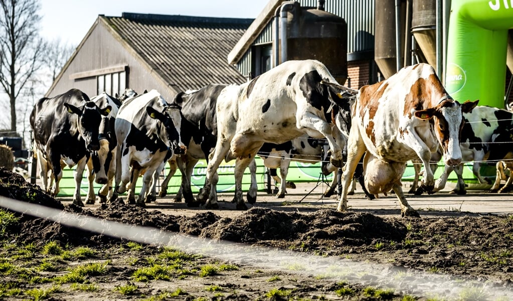Het saneren van veehouderijen rond natuurgebieden kan volgens topambtenaren geen uitstel meer velen. (beeld anp / Remko de Waal)