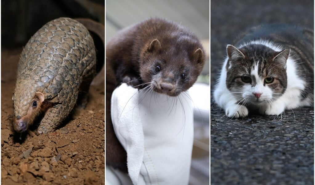 Het coronavirus is waarschijnlijk van dier naar mens overgedragen, concludeert de WHO. Enkel 'verdachten' onder de dieren zijn, van links naar rechts, de nerts, het schubdier en de kat. (beeld afp, anp, epa)